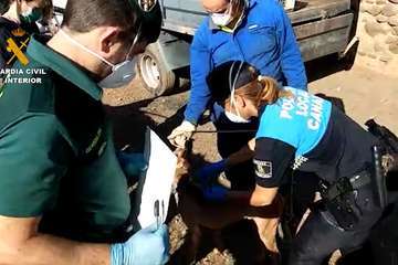 Un Juzgado de Telde investiga el maltrato de 84 perros podencos en una finca (Foto TA)